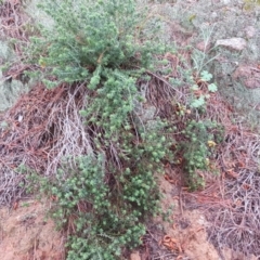 Pultenaea procumbens at Isaacs, ACT - 6 Oct 2020