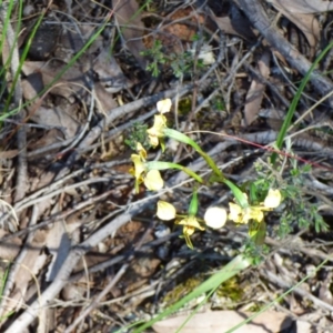 Diuris semilunulata at Kangiara, NSW - 5 Oct 2020