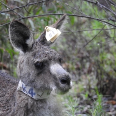 Macropus giganteus (Eastern Grey Kangaroo) at ANBG - 7 Oct 2020 by HelenCross