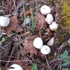 Geastrum sp. (genus) (An earthstar) at Isaacs, ACT - 6 Oct 2020 by Mike