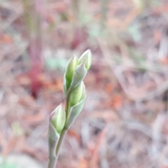 Thelymitra sp. (A Sun Orchid) at Isaacs, ACT - 6 Oct 2020 by Mike