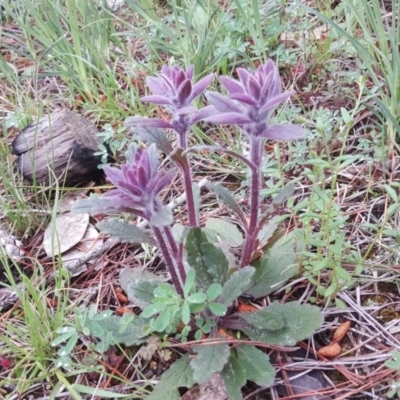 Ajuga australis (Austral Bugle) at Isaacs, ACT - 6 Oct 2020 by Mike