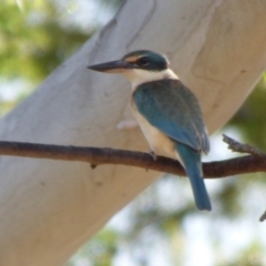 Todiramphus sanctus (Sacred Kingfisher) at Kangiara, NSW - 5 Oct 2020 by JackieLambert