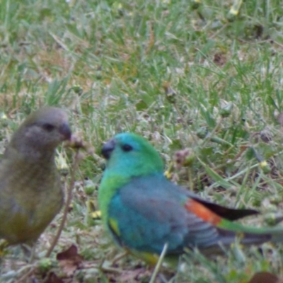 Psephotus haematonotus (Red-rumped Parrot) at Kangiara, NSW - 5 Oct 2020 by Jackie Lambert