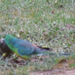 Psephotus haematonotus at Kangiara, NSW - 6 Oct 2020