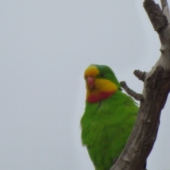 Polytelis swainsonii (Superb Parrot) at Kangiara, NSW - 6 Oct 2020 by JackieLambert
