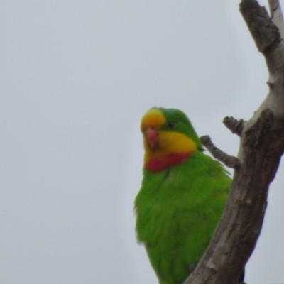 Polytelis swainsonii (Superb Parrot) at Kangiara, NSW - 6 Oct 2020 by JackieLambert