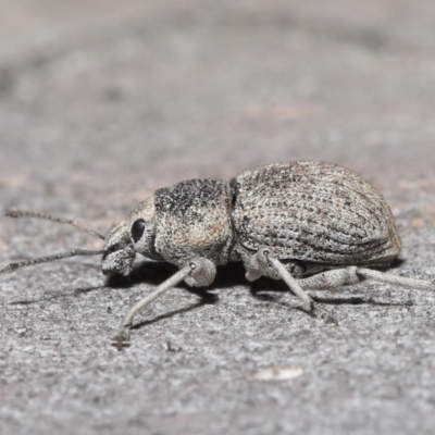 Polyphrades paganus (A weevil) at ANBG - 30 Sep 2020 by TimL