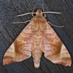 Acosmeryx anceus (A Hawk moth (Macroglossinae) at Lilli Pilli, NSW - 7 Oct 2020 by jb2602