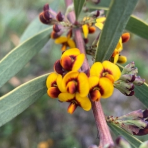 Daviesia mimosoides at Tuggeranong DC, ACT - 8 Oct 2020