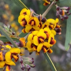 Daviesia mimosoides at Tuggeranong DC, ACT - 8 Oct 2020