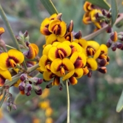 Daviesia mimosoides at Tuggeranong DC, ACT - 8 Oct 2020