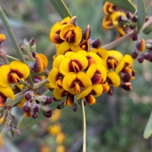 Daviesia mimosoides at Tuggeranong DC, ACT - 8 Oct 2020