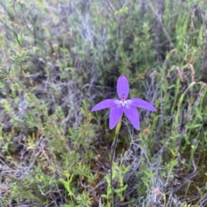 Glossodia major at Tuggeranong DC, ACT - 8 Oct 2020