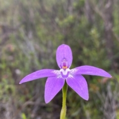 Glossodia major at Tuggeranong DC, ACT - 8 Oct 2020