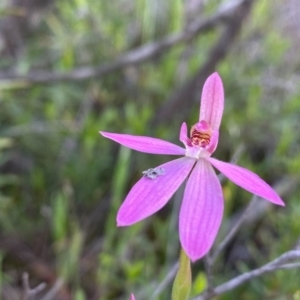 Caladenia carnea at Tuggeranong DC, ACT - 8 Oct 2020