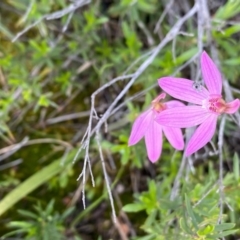 Caladenia carnea at Tuggeranong DC, ACT - 8 Oct 2020