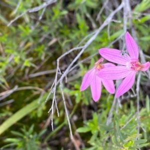 Caladenia carnea at Tuggeranong DC, ACT - 8 Oct 2020