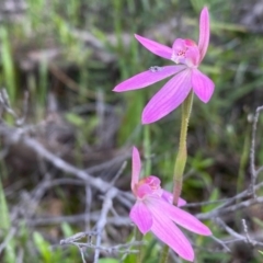 Caladenia carnea at Tuggeranong DC, ACT - 8 Oct 2020