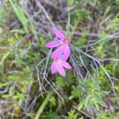 Caladenia carnea at Tuggeranong DC, ACT - 8 Oct 2020