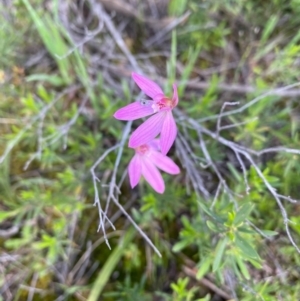 Caladenia carnea at Tuggeranong DC, ACT - 8 Oct 2020