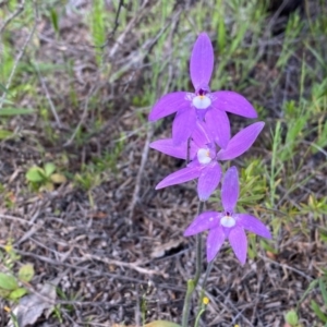 Glossodia major at Tuggeranong DC, ACT - 8 Oct 2020