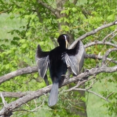 Anhinga novaehollandiae (Australasian Darter) at Bega, NSW - 8 Oct 2020 by MatthewHiggins