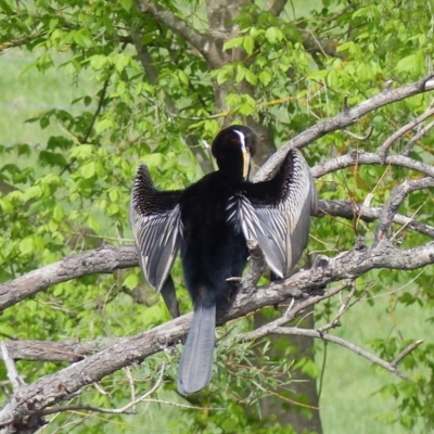 Anhinga novaehollandiae (Australasian Darter) at Bega, NSW - 8 Oct 2020 by MatthewHiggins