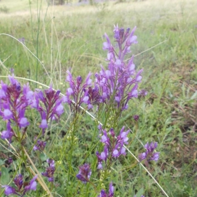 Linaria pelisseriana (Pelisser's Toadflax) at Tuggeranong Hill - 8 Oct 2020 by jamesjonklaas