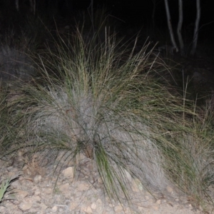 Rytidosperma pallidum at Chisholm, ACT - 30 May 2020