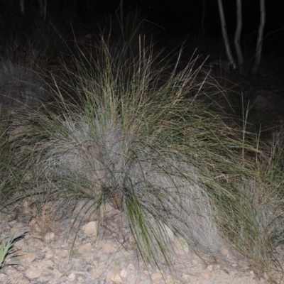 Rytidosperma pallidum (Red-anther Wallaby Grass) at Melrose - 30 May 2020 by michaelb