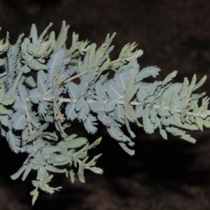 Acacia baileyana at Chisholm, ACT - 30 May 2020