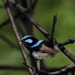 Malurus cyaneus (Superb Fairywren) at Rosedale, NSW - 8 Oct 2020 by jb2602