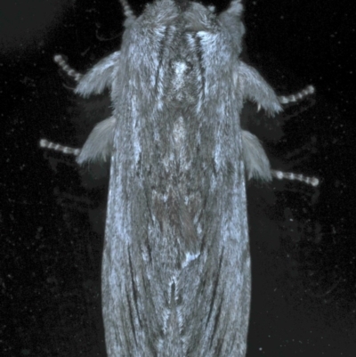 Destolmia lineata (Streaked Notodontid Moth) at Ainslie, ACT - 8 Oct 2020 by jb2602