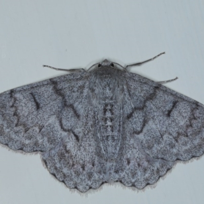 Crypsiphona ocultaria (Red-lined Looper Moth) at Ainslie, ACT - 8 Oct 2020 by jbromilow50