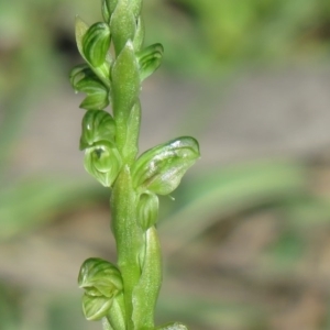 Hymenochilus cycnocephalus at Symonston, ACT - suppressed