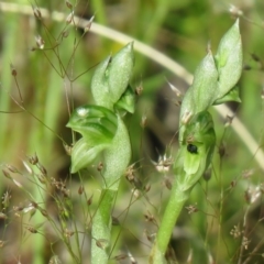 Hymenochilus cycnocephalus at Symonston, ACT - suppressed