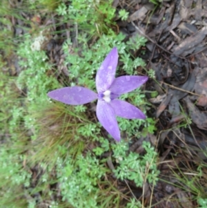 Glossodia major at Tuggeranong DC, ACT - 8 Oct 2020