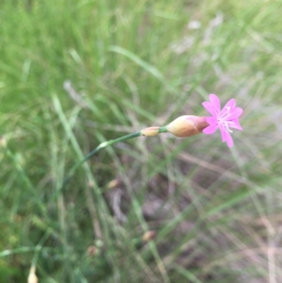 Petrorhagia nanteuilii (Proliferous Pink, Childling Pink) at Aranda, ACT - 9 Oct 2020 by Jubeyjubes