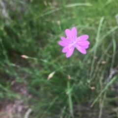 Petrorhagia nanteuilii at Aranda, ACT - 9 Oct 2020