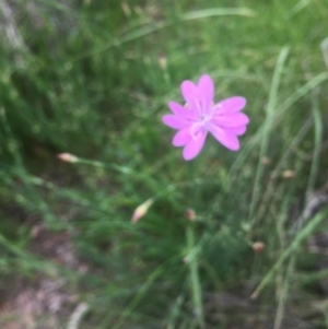 Petrorhagia nanteuilii at Aranda, ACT - 9 Oct 2020