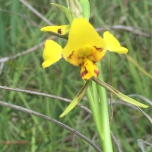 Diuris sulphurea at Aranda, ACT - suppressed