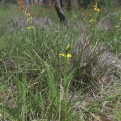 Diuris sulphurea at Aranda, ACT - suppressed