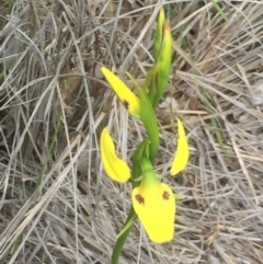 Diuris sulphurea at Aranda, ACT - suppressed