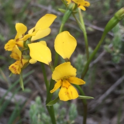 Diuris nigromontana (Black Mountain Leopard Orchid) at Aranda, ACT - 9 Oct 2020 by Jubeyjubes