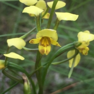 Diuris nigromontana at Aranda, ACT - 9 Oct 2020