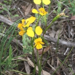 Diuris nigromontana at Aranda, ACT - 9 Oct 2020