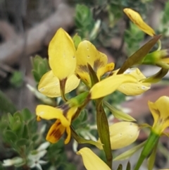 Diuris nigromontana (Black Mountain Leopard Orchid) at O'Connor, ACT - 9 Oct 2020 by tpreston