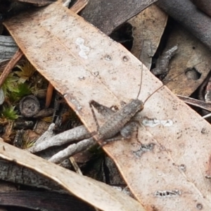 Eurepa marginipennis at Bruce Ridge - 9 Oct 2020