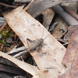 Eurepa marginipennis at Bruce Ridge - 9 Oct 2020